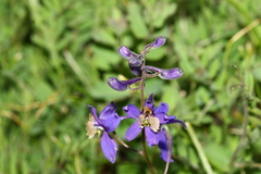 Delphinium sutherlandii