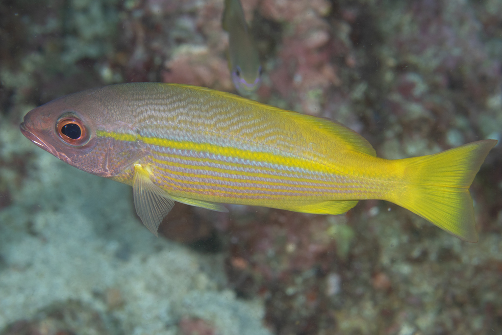 Bigeye Snapper- Facts and Photographs