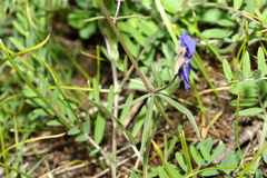 Delphinium sutherlandii