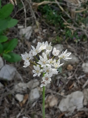Allium trifoliatum