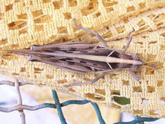 Cyrtacanthacris tatarica