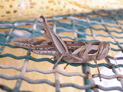 Cyrtacanthacris tatarica