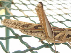 Cyrtacanthacris tatarica