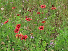 Gaillardia amblyodon