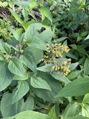 Alloispermum integrifolium