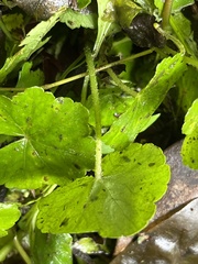 Hydrocotyle nepalensis