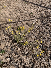 Oncosiphon pilulifer