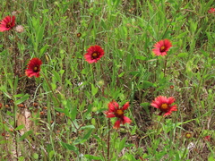 Gaillardia amblyodon