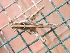 Cyrtacanthacris tatarica