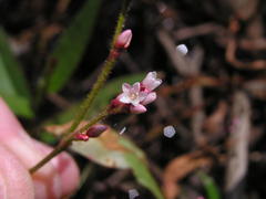 Persicaria hystricula