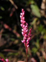 Persicaria hystricula
