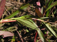 Persicaria hystricula