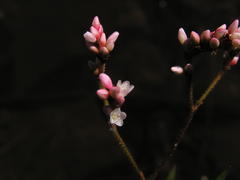 Persicaria hystricula