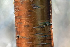 Prunus maackii
