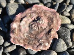 Radiacmea inconspicua