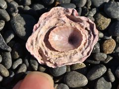 Radiacmea inconspicua