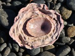 Radiacmea inconspicua