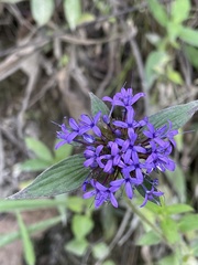 Crusea hispida