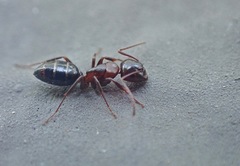 Camponotus hyatti