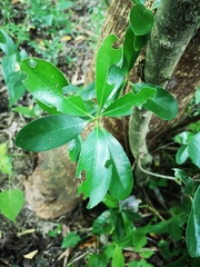 Rhaphiolepis umbellata