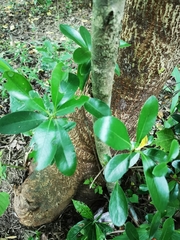 Rhaphiolepis umbellata