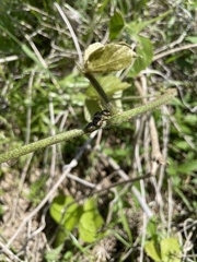 Megacopta punctatissima