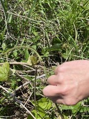 Megacopta punctatissima