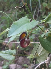 Aristolochia sempervirens