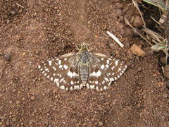 Carcharodina