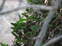 Microgramma mortoniana