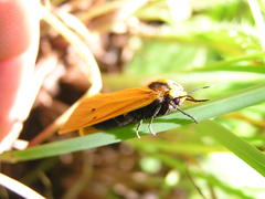 Afrospilarctia dissimilis