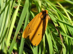 Afrospilarctia dissimilis