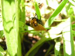 Afrospilarctia dissimilis