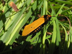 Afrospilarctia dissimilis