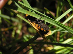 Afrospilarctia dissimilis