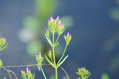 Zeltnera muehlenbergii