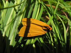 Afrospilarctia dissimilis