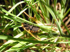Afrospilarctia dissimilis