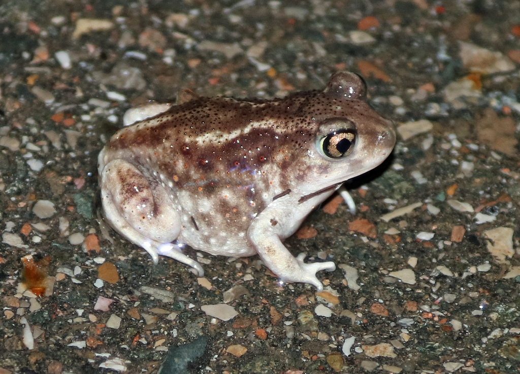 Hurter's Spadefoot in April 2022 by joegrzybowski · iNaturalist