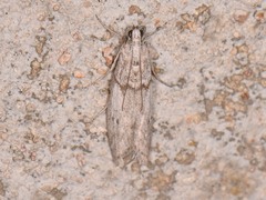 Myelopsis alatella