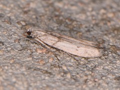 Myelopsis alatella