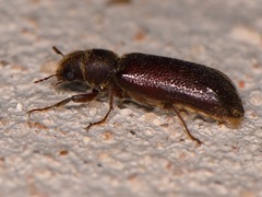 Melalgus plicatus