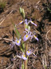 Moraea stricta
