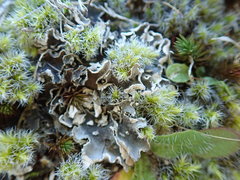 Peltigera extenuata