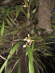 Prosthechea squalida