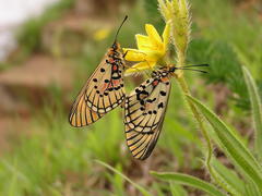 Acraea anacreon