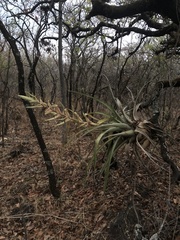 Tillandsia bourgaei