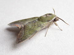 Nephele comma