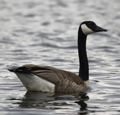 Branta canadensis