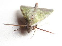 Nephele comma